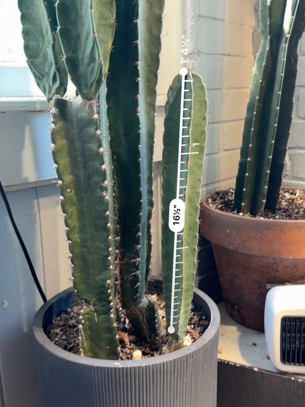 Peruvian Apple Cactus - Tall Column Cactus Clipping- Home Decor